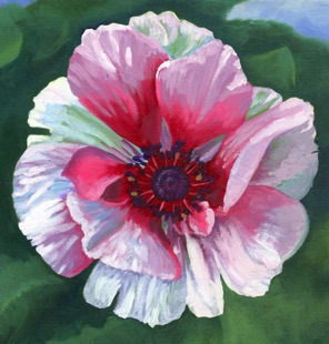 Poppy, Oil painting by Arlene Kelley